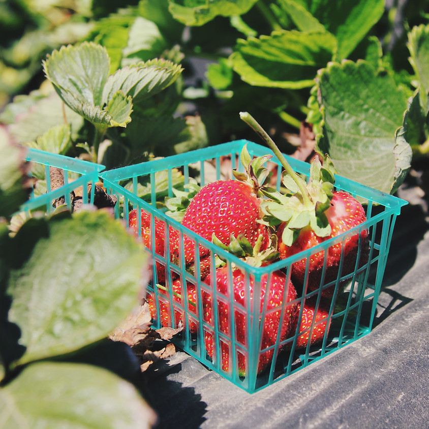 South Bound Brook Farmers Market (Sundays, June 30th - Sept. 29, 2019)