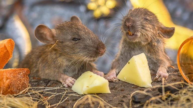 Two rats eating cheese, one looking like it's giggling.