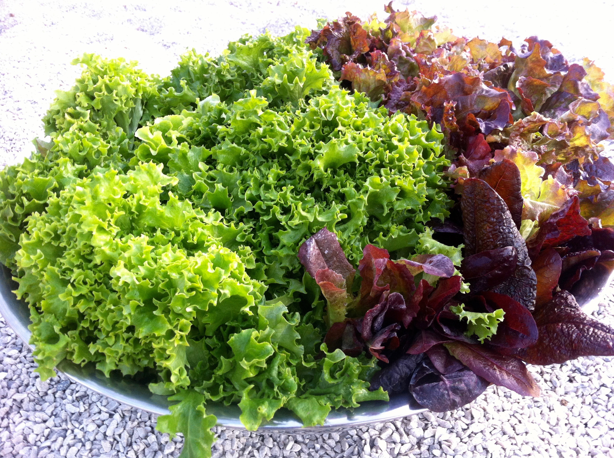 Garden Lettuce