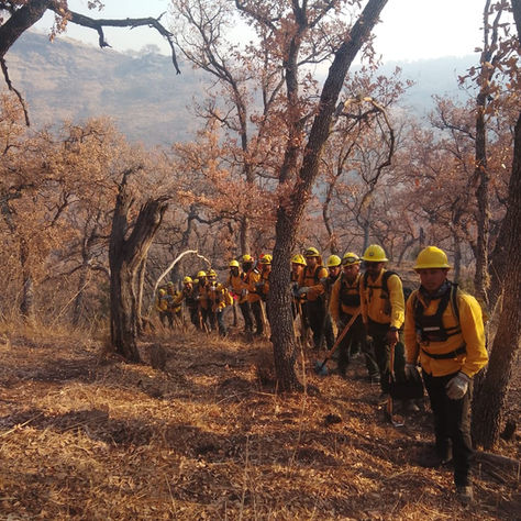 Gobierno de Sonora reporta 50 por ciento de control en incendio forestal en Yécora