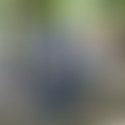 Recibe Toño Astiazarán el distintivo mundial Tree Cities Of The World por acciones de innovación en reforestación y mantenimiento de árboles