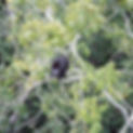 Gorilla in Sian Ka'an