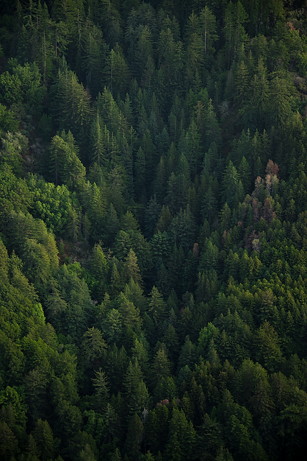 ForestViewNaci_120118.png