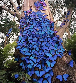 BUTTERFLIES.jpg