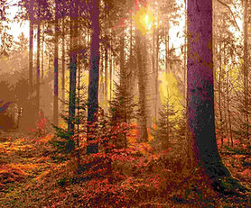 Nature Collocations