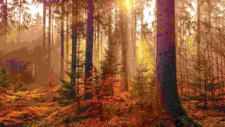 A tranquil forest with sunlight streaming through the trees, ideal for illustrating nature in an ESL lesson plan.