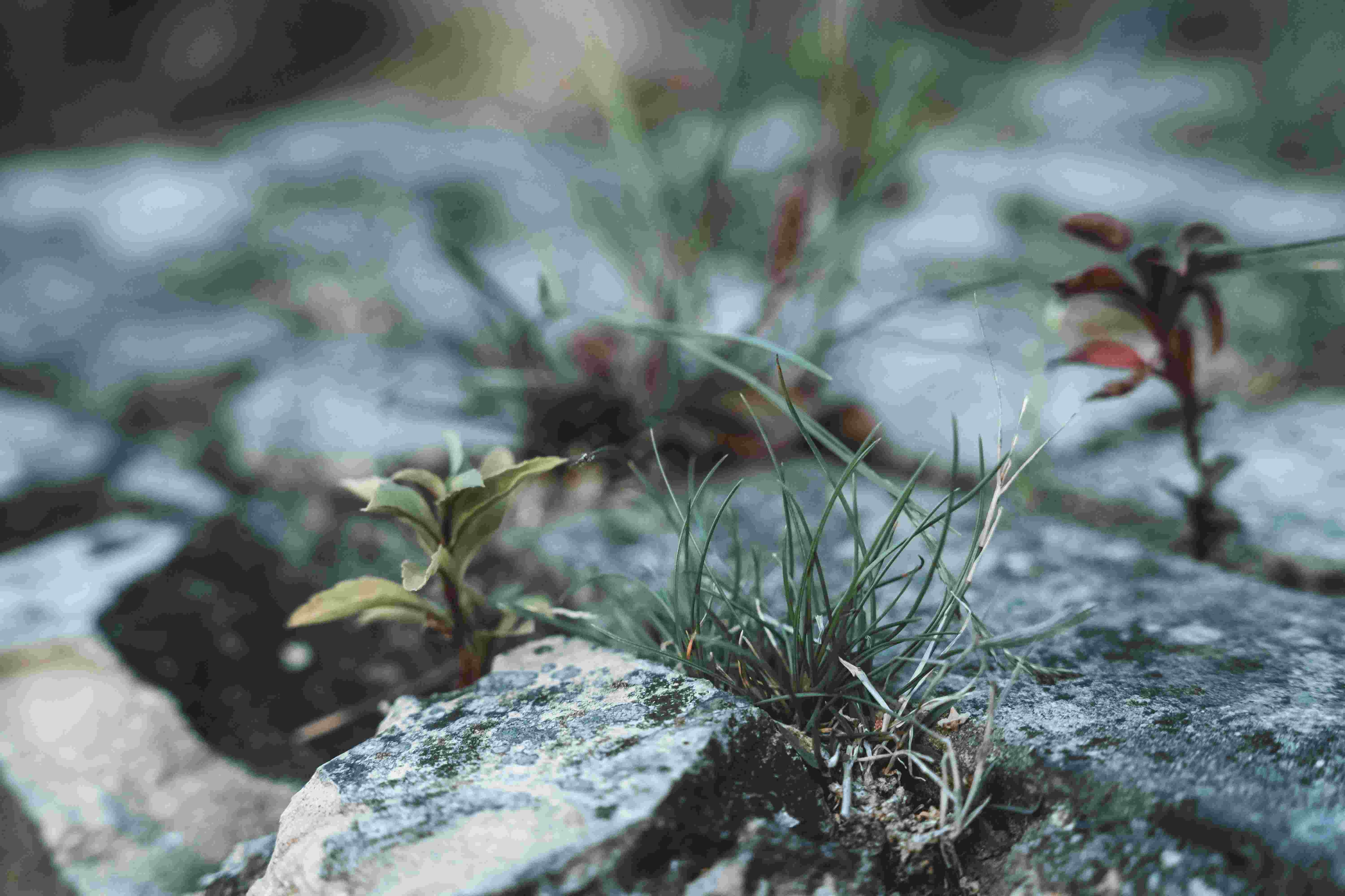 Small green plants thrive from a rocky wall, symbolising resilience in nature for an ESL lesson plan.