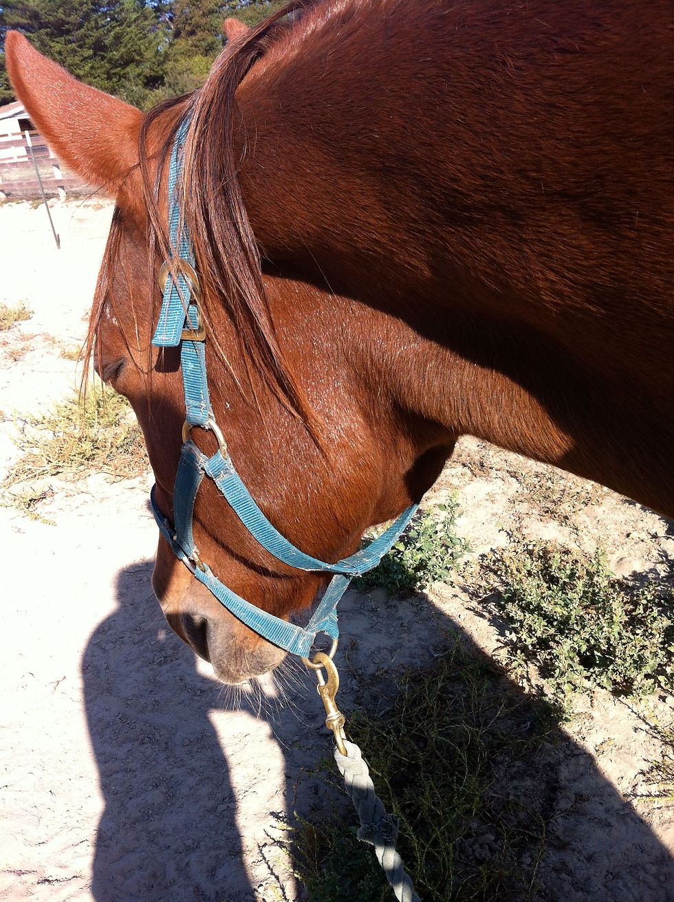 Impulse taking a nap