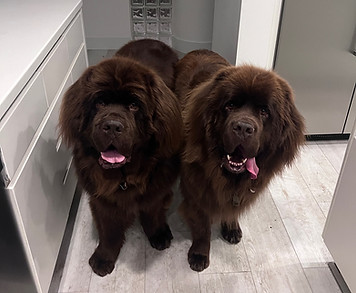 Our Newfoundland clients, Gus and Barney!