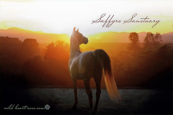 Sunset with Prince
Photo Credit - Eve