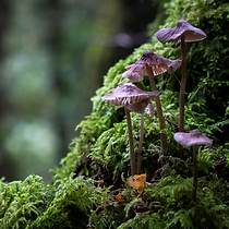 Copy of tim-riesner-C-quyQgOzRQ-unsplash_edited.jpg