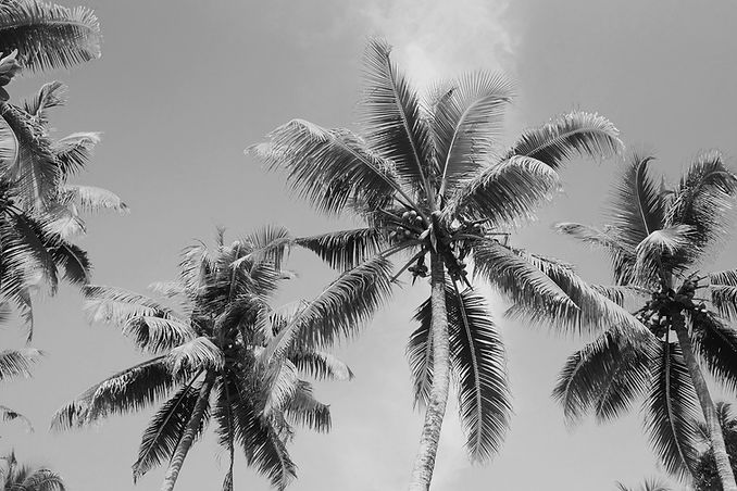 Palm%20Trees_edited.jpg