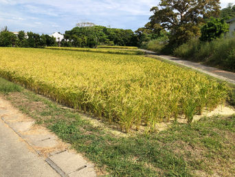 現場踏査してきた