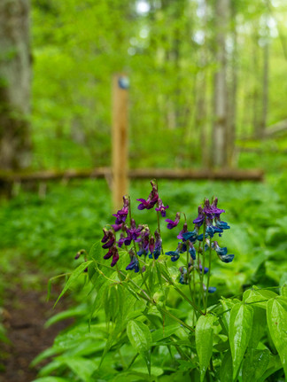 Lila blommor framför ledmarkering
