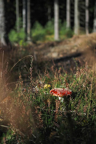 Flugsvamp bland ljung