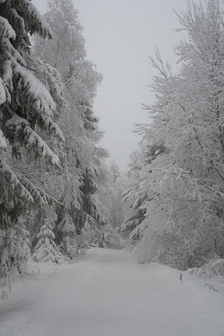 Snöig skog