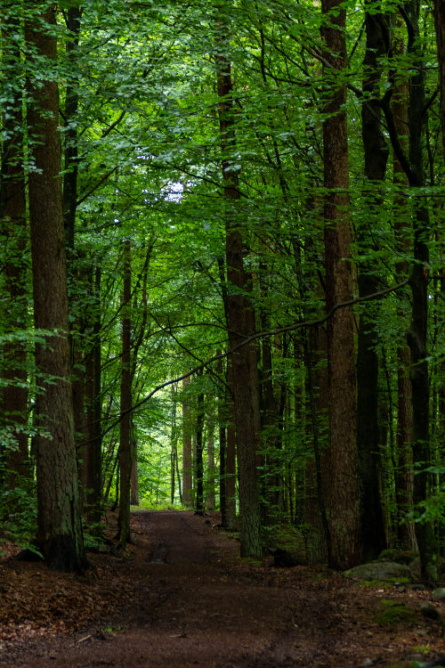Lövskog