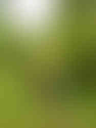 Vandrare i nerförsbacke