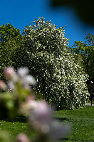 Blommande träd