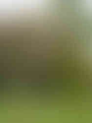 Blommande träd och grind