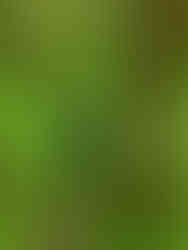 Vandrare på stig genom ramslök