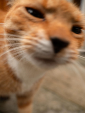 Suddig närbild katt