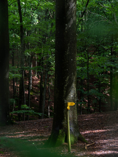 Markeringar i bokskogen