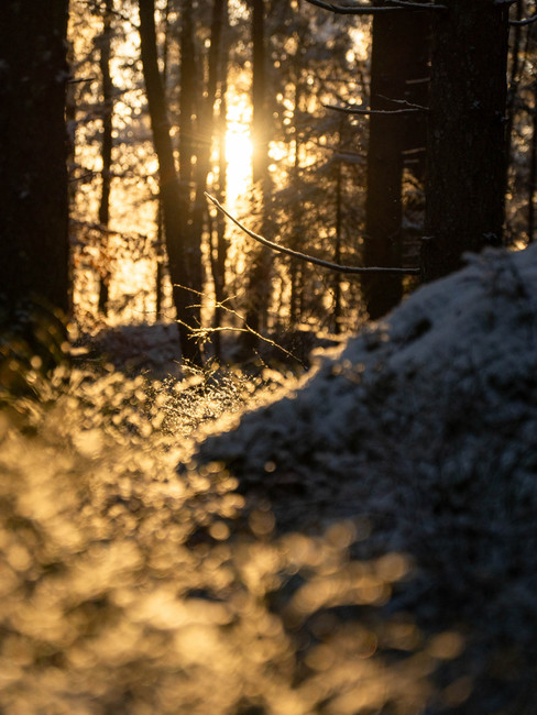 Solen genom blåbärsris