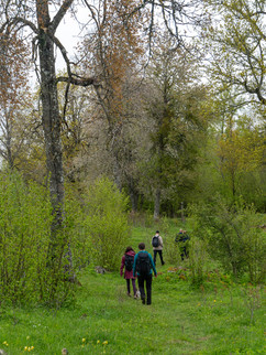 Vandrare bland träd