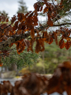 Blöta löv och barr