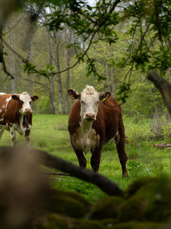 Kossor tittar nyfiket