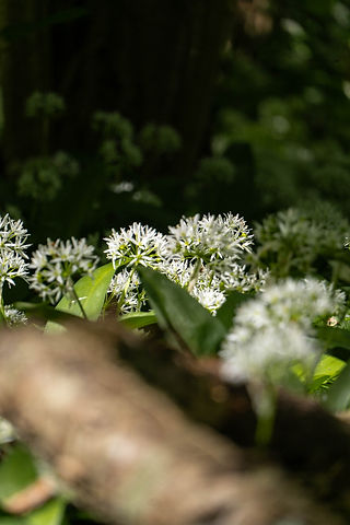 Blommande ramslök 