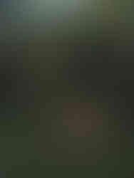 Många svampar i en skog