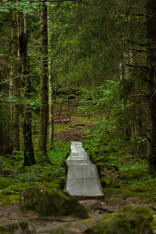 Spång I skogen 