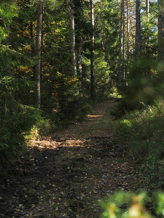 Stig genom skog