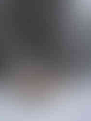 Hundar framför släde