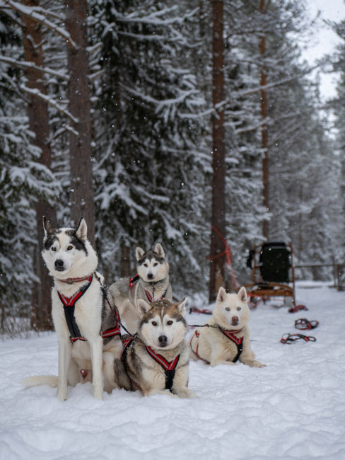 Hundar framför släde