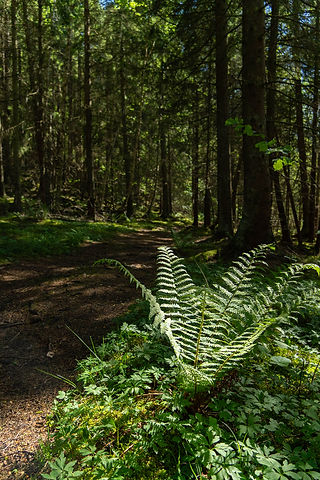 Ormbunkar i skogen 
