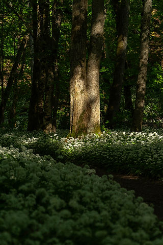 Blommande ramslök 