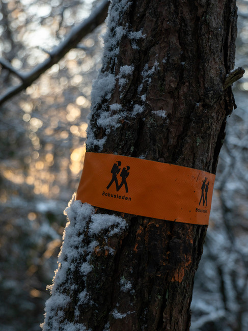 Bohusleden trädmarkering