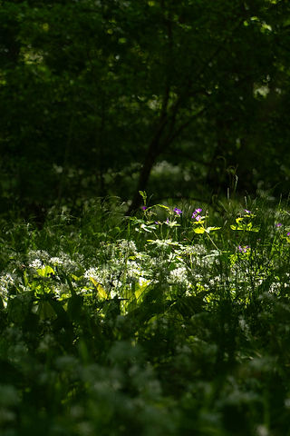 Sommaräng