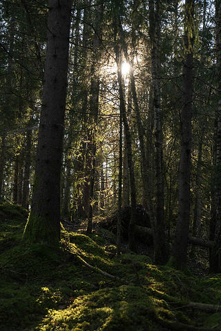 Solen genom skog