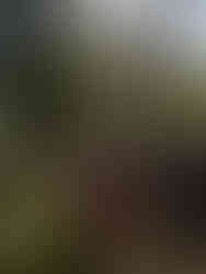 Människor lyssnar på föreläsning utomhus