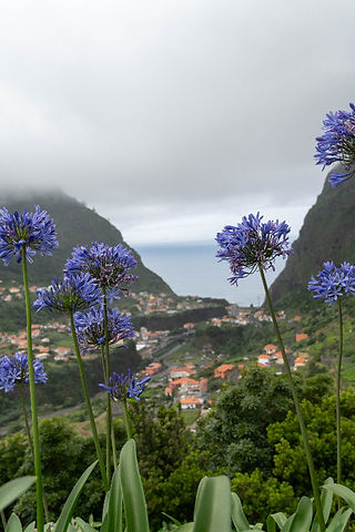 Blommor framför utsikt