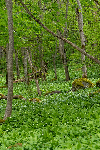 Skog full av ramslök