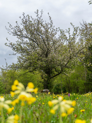 Träd bakom gullvivor