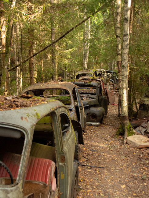 Skrotbilar i skogen