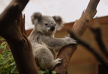 koala-3055832_1920.jpg