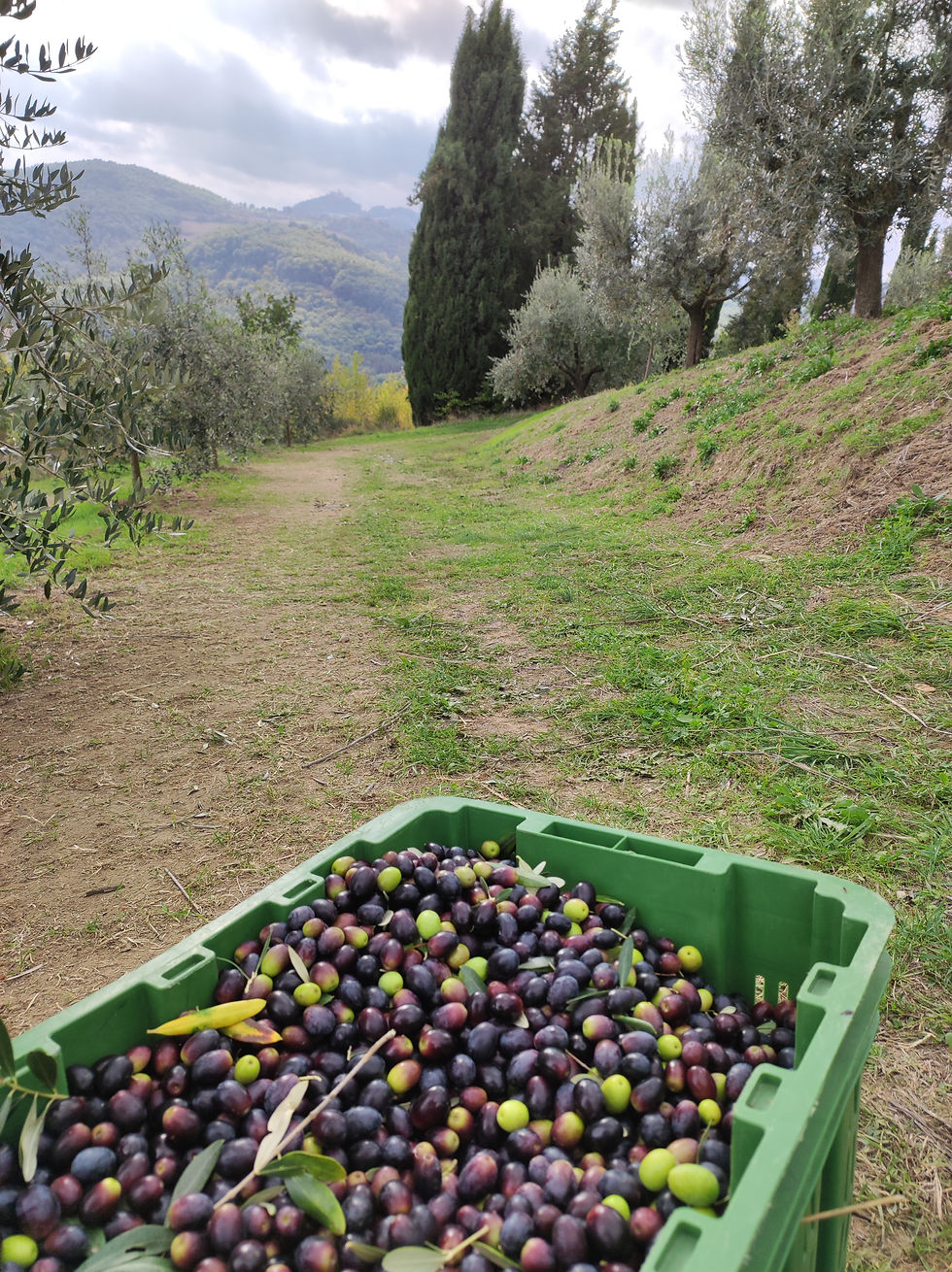 Thumbnail: Italy - Toscany Yoga & Vacation - 6 DAYS