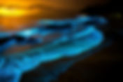 Bioluminescence: Nature’s Living Light Show